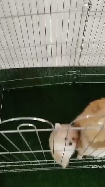 پامر خرسی|سگ|نسیم‌شهر, |دیوار