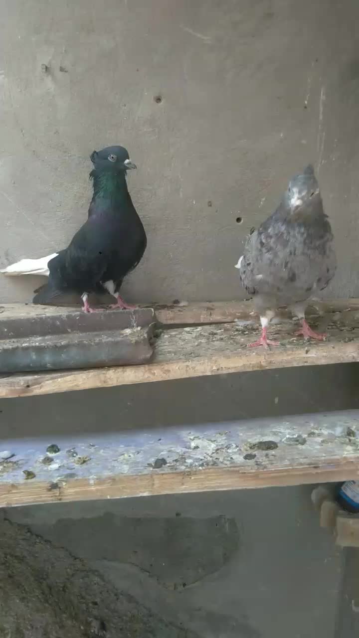 جفت دمسفید|پرنده|بهبهان, |دیوار