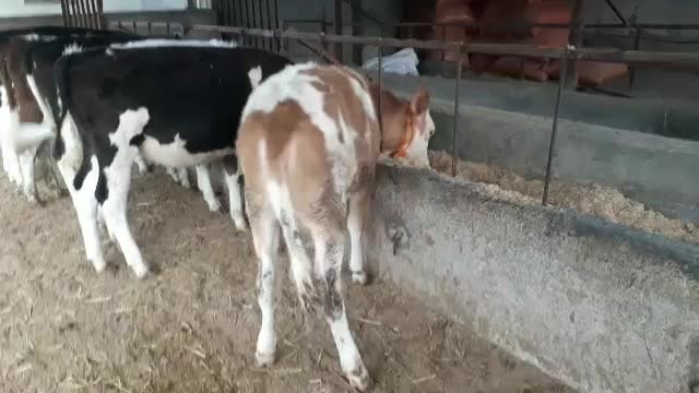 خرید وفروش گوساله های پرواری سمینتال و هلشتاین|حیوانات مزرعه|بندر ترکمن, |دیوار