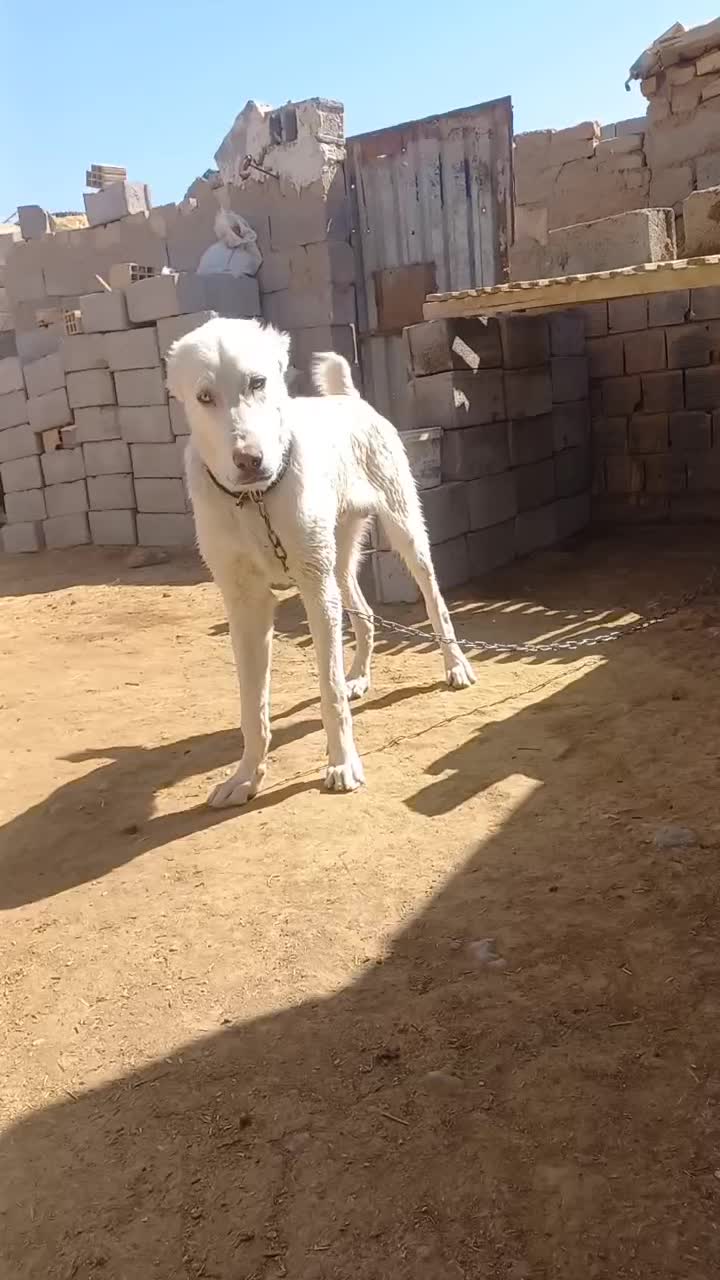 کوچ ۹ ماهه|سگ|قائن, |دیوار