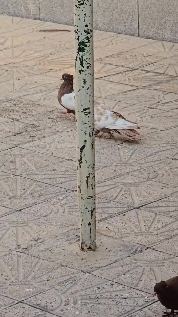 جفت سینه زرد سینه سرخ|پرنده|شیراز, کاراندیش|دیوار