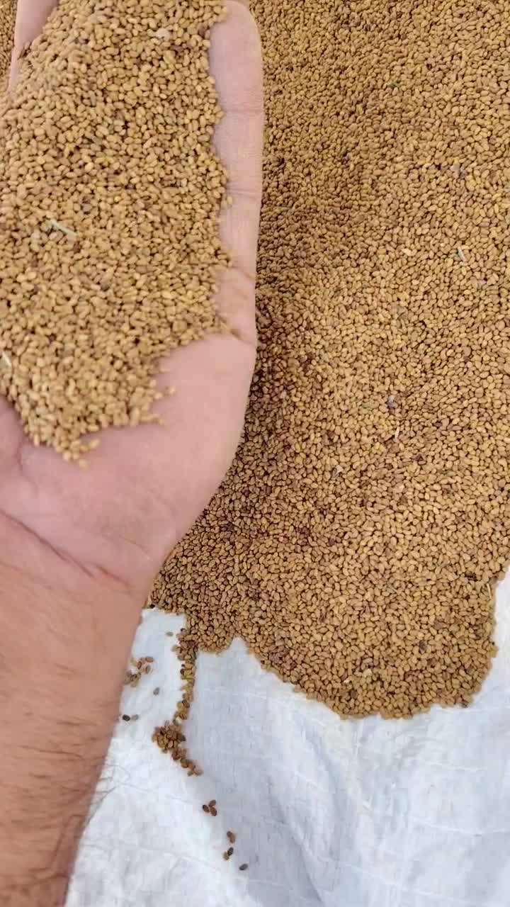 بذر یونجه رنجر|خدمات باغبانی و درختکاری|شیراز, ارم|دیوار