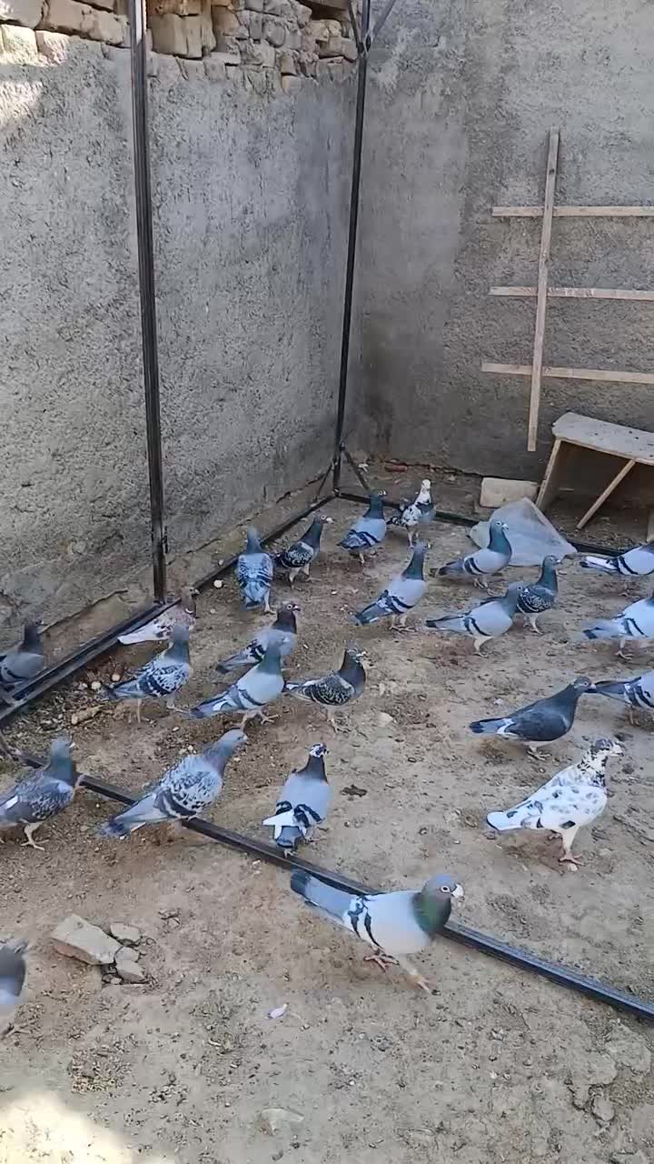 کبوتر پلاکی|پرنده|حمیدیا, |دیوار