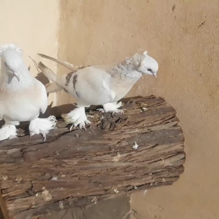 چندجفت کبوترترکیه ای وارداتی|پرنده|قم, باغ کرباسی|دیوار