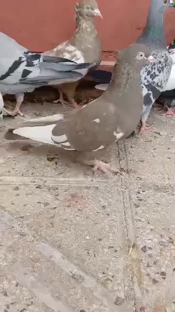 کفتر سینه|پرنده|پاسارگاد, |دیوار