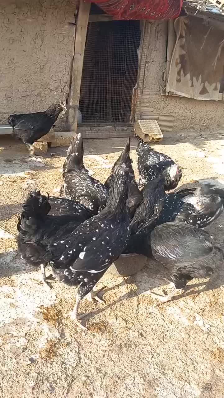 مرغ و خروس گلین|حیوانات مزرعه|شاهین‌شهر, خانه کارگر|دیوار