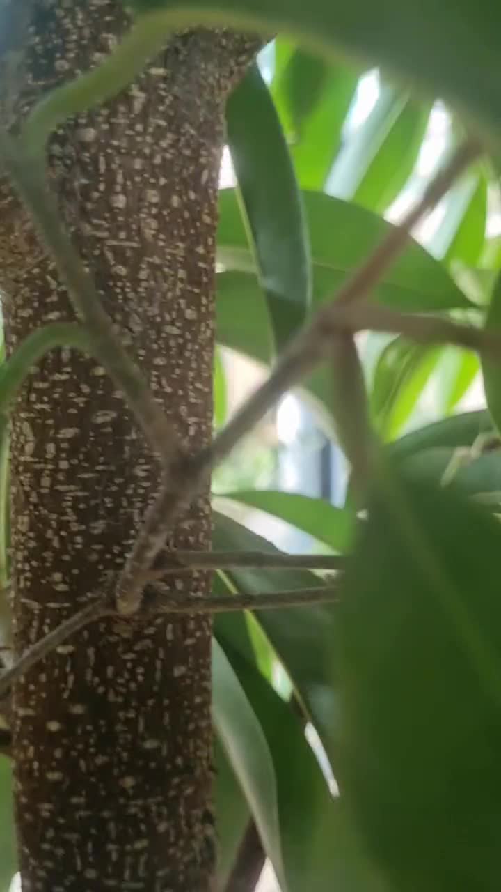 انواع گیاهان کینگ یوکا آمستر|گل و گیاه طبیعی|تهران, زیبادشت|دیوار