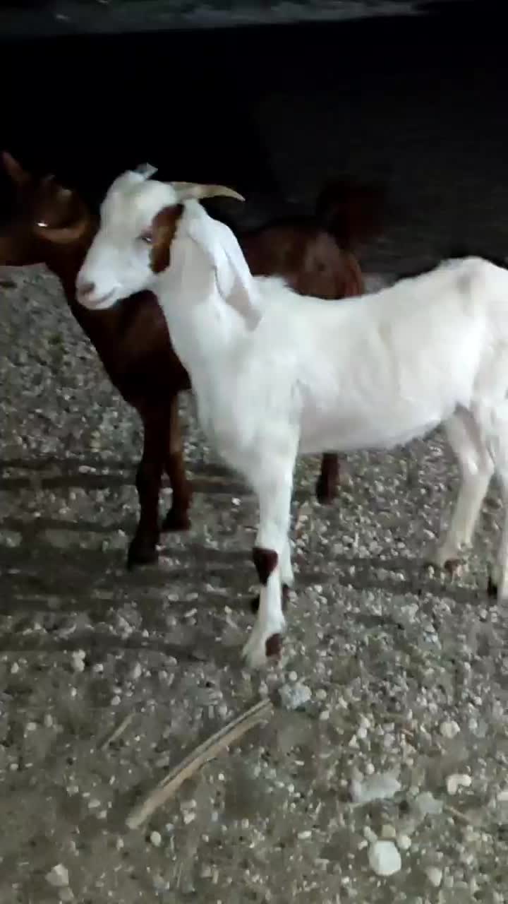 تیشترماده|حیوانات مزرعه|خورموج, |دیوار