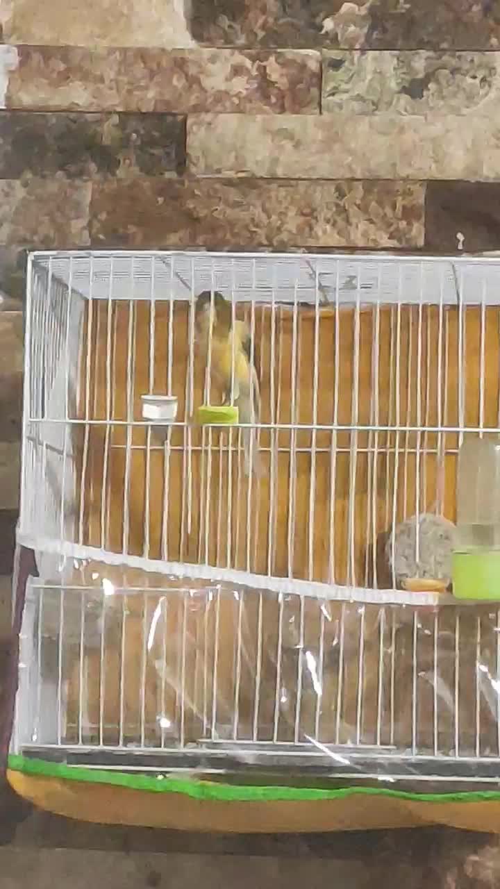 قناری مست خون|پرنده|مشهد, کوی ولیعصر|دیوار