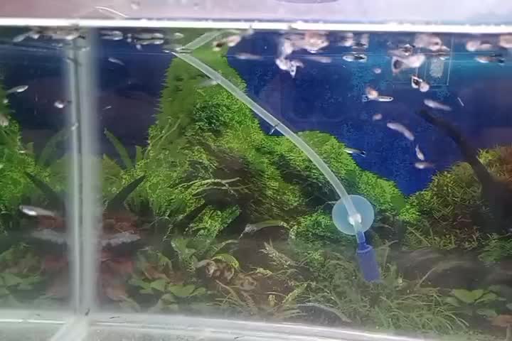 بچه گوپی|ماهی|کازرون, |دیوار