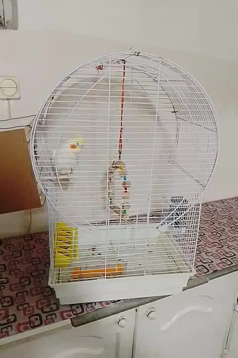 یک جفت عروس هلندی|پرنده|بوئین زهرا, |دیوار