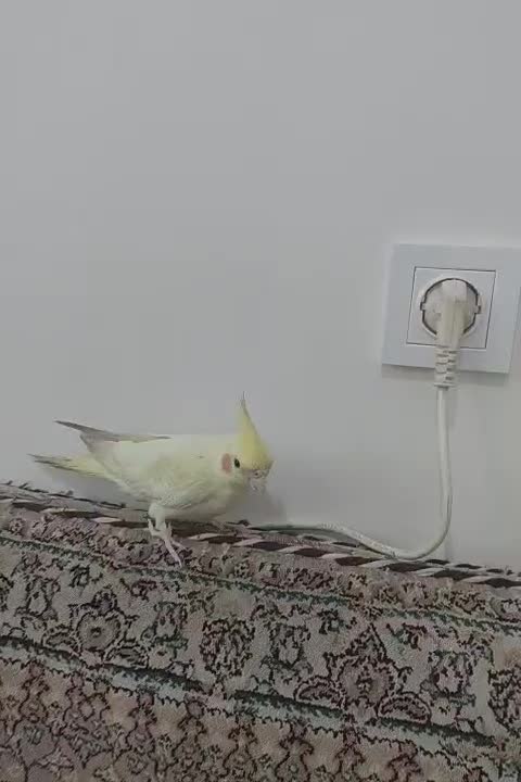 دوتاعروس هلندی جوان نر ومادە بدون هیچ مشکلی|پرنده|مریوان, |دیوار