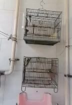 سهره جوجه سال|پرنده|بندر ماهشهر, |دیوار