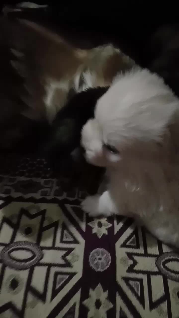 نر ماده.|سگ|شهریار, شهریار|دیوار