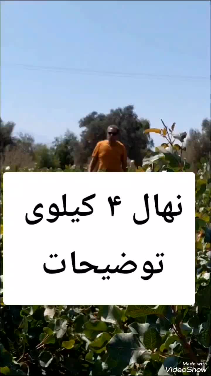بزرگترین نهال پسته .|خدمات باغبانی و درختکاری|قزوین, |دیوار