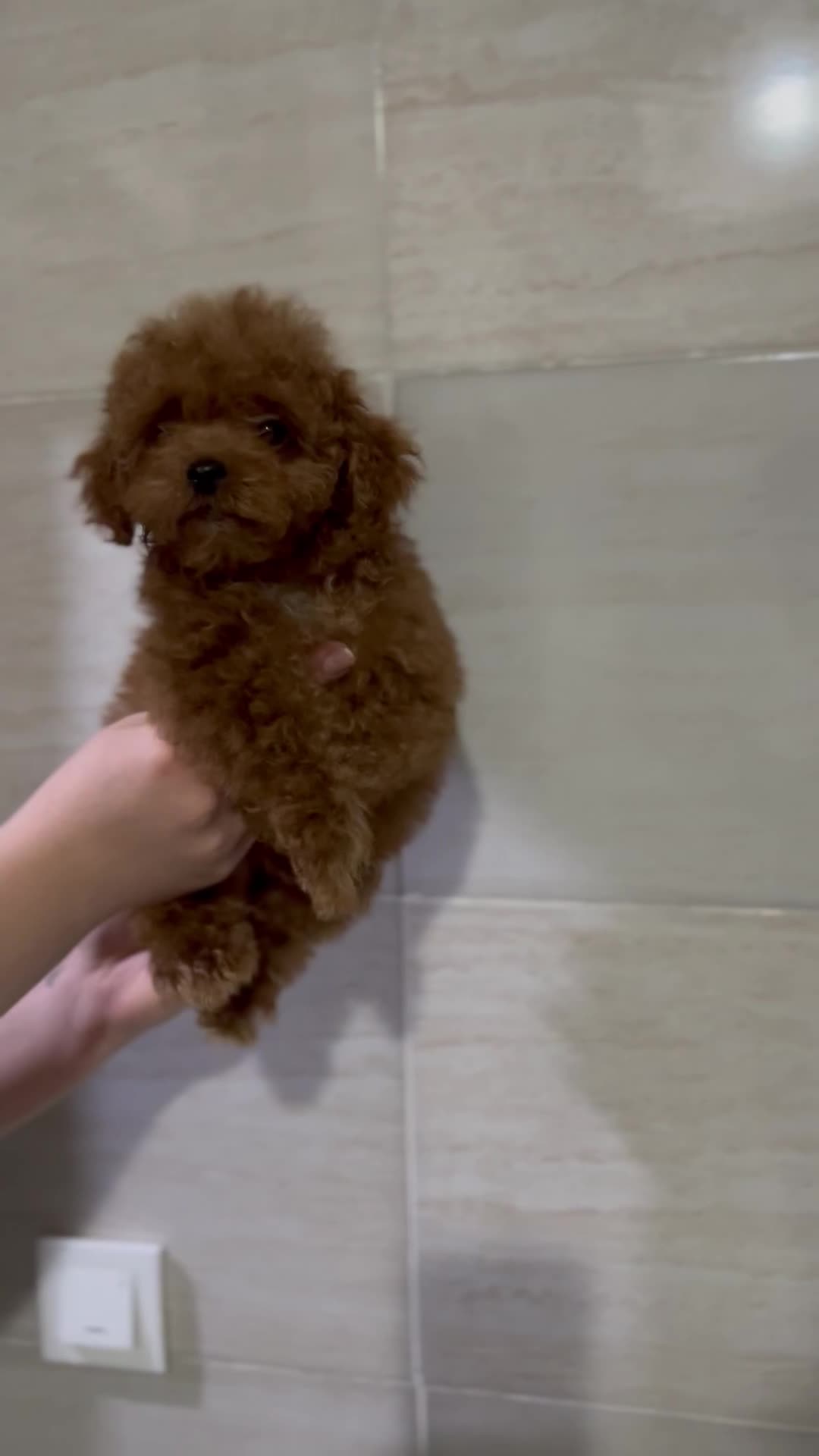 تاینی پودل دارک رد نر|سگ|مشهد, هنرستان|دیوار