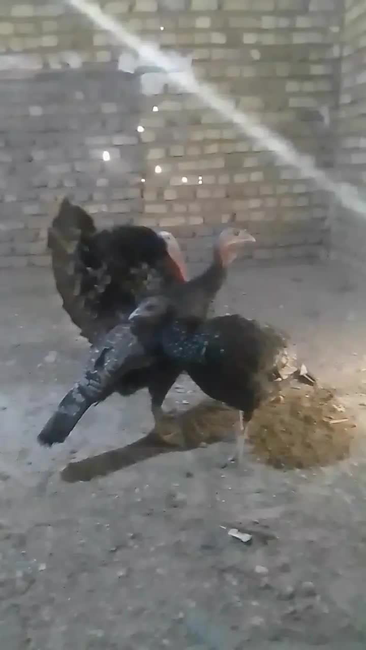 فروش بوقلمون یه نر دوتا ماده تخمگذار|حیوانات مزرعه|نهاوند, |دیوار