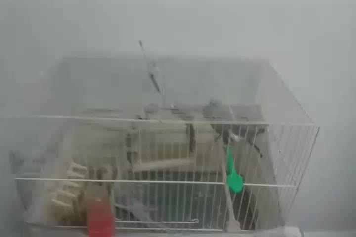 جفت عروس هلندی اهویی مفت|پرنده|تربتحیدریه, کاشانی|دیوار