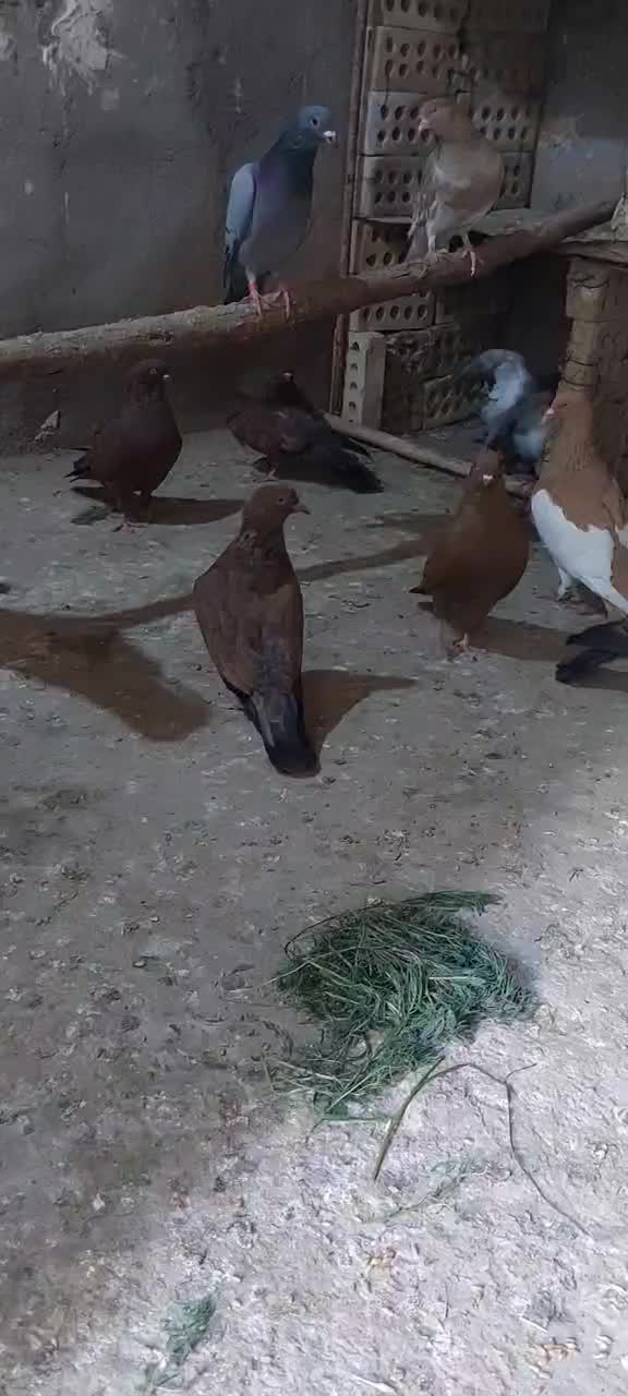 پرنده|پرنده|اهواز, امانیه|دیوار