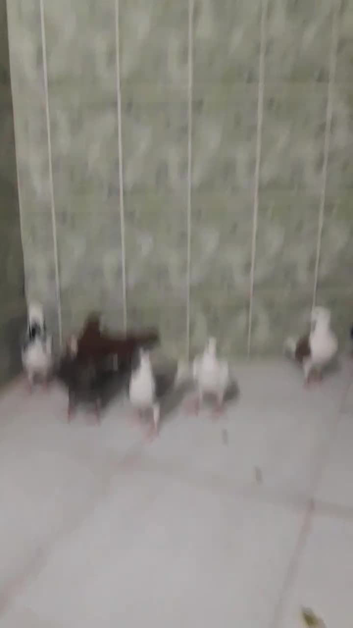 پرنده کبوتر نر رنگی|پرنده|آبادان, |دیوار