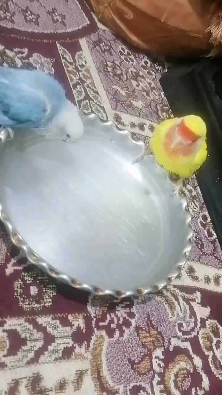 طوطی کوتوله|پرنده|کرمان, |دیوار