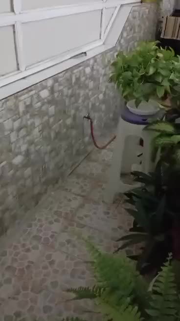 کبوتر نر پر قدیم|پرنده|فارسان, |دیوار