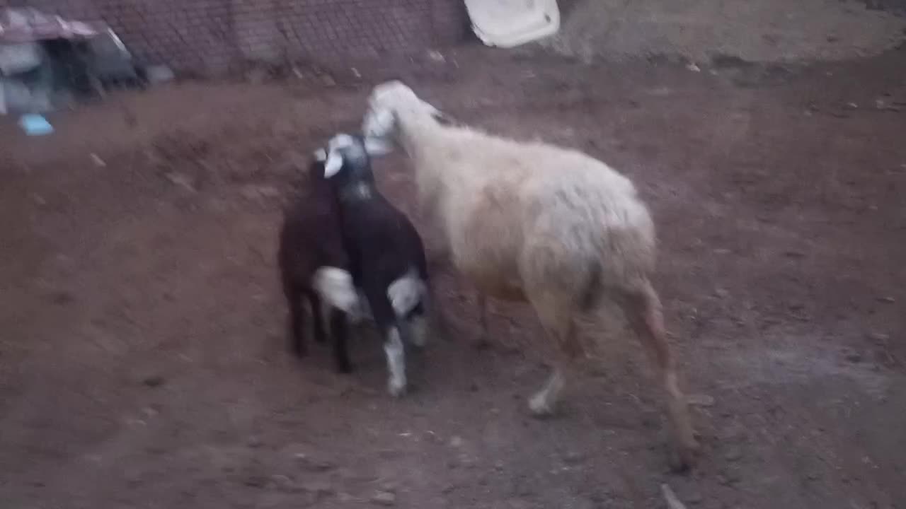 گوسفند دوقلو بره دار نر و ماده|حیوانات مزرعه|آق قلا, |دیوار