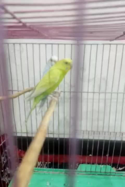 طوطی ، مرغ عشق|پرنده|کرج, برغان|دیوار