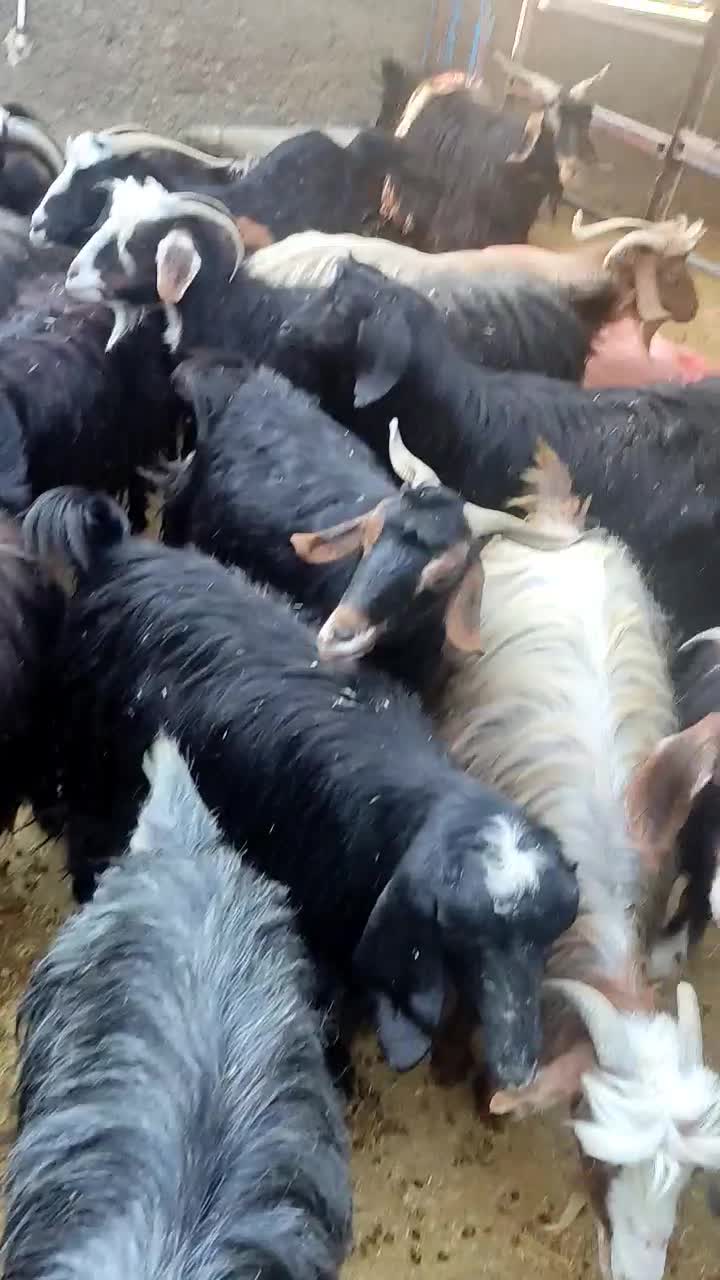 تعدادی بز با بزغاله  به  فروش میرسد|حیوانات مزرعه|سیوان, |دیوار