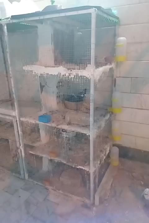 قفس کبوتر.یاهرحیون دیگه هم میشه توش نگه دارید|لوازم جانبی حیوانات|قم, محمد آباد|دیوار