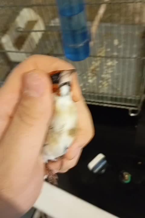 سهره نر چونه سفید|پرنده|تهران, هفت چنار|دیوار