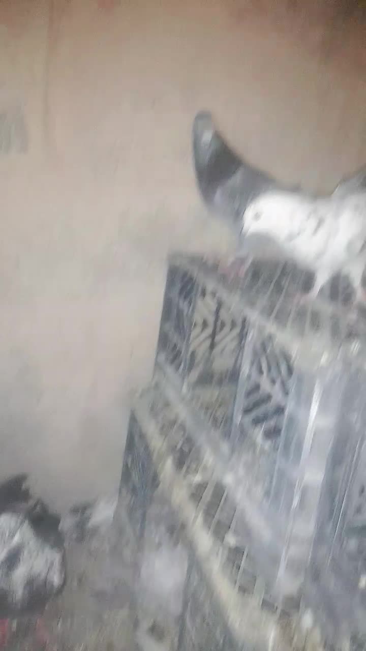 کبوتر ساعتی|پرنده|ایرانشهر, |دیوار