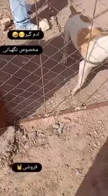 سگ پیتبول|سگ|بیرجند, |دیوار