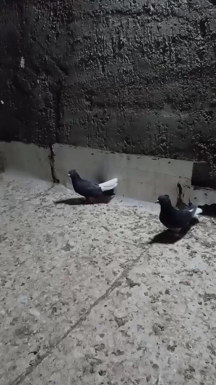 دوعدد دم سفید|پرنده|بم, |دیوار