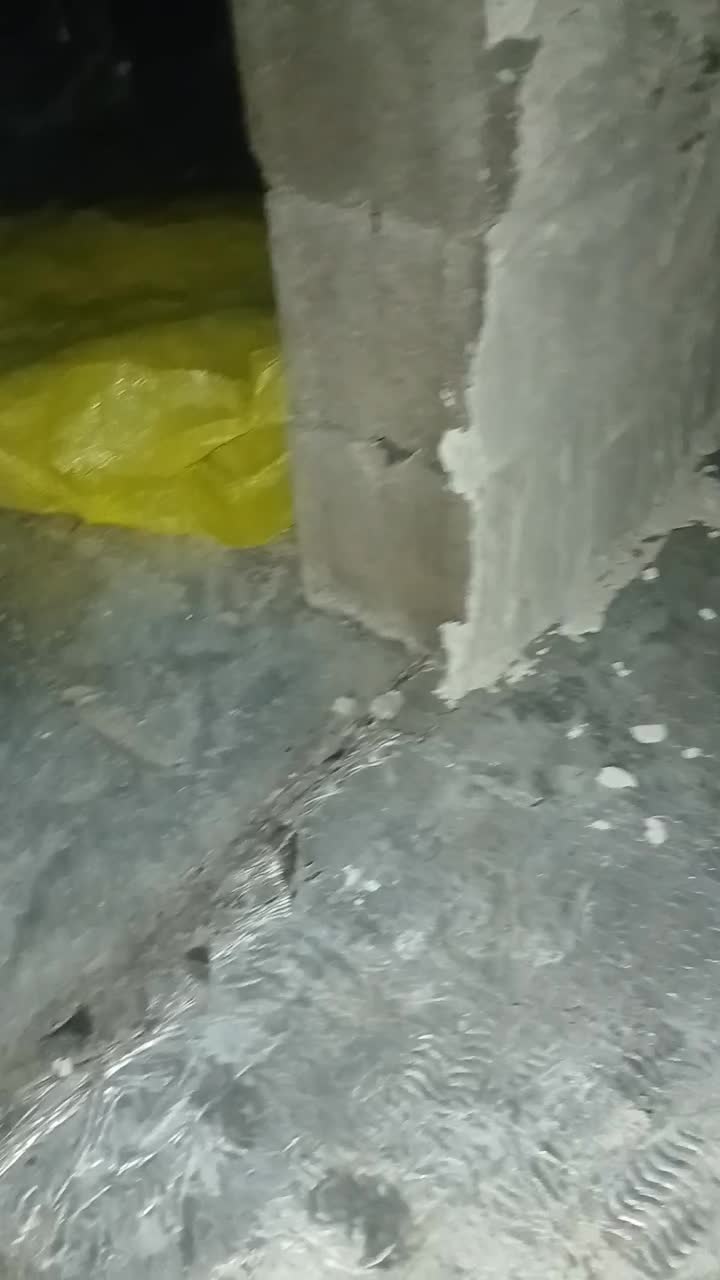 توله ژرمن|سگ|بهبهان, |دیوار