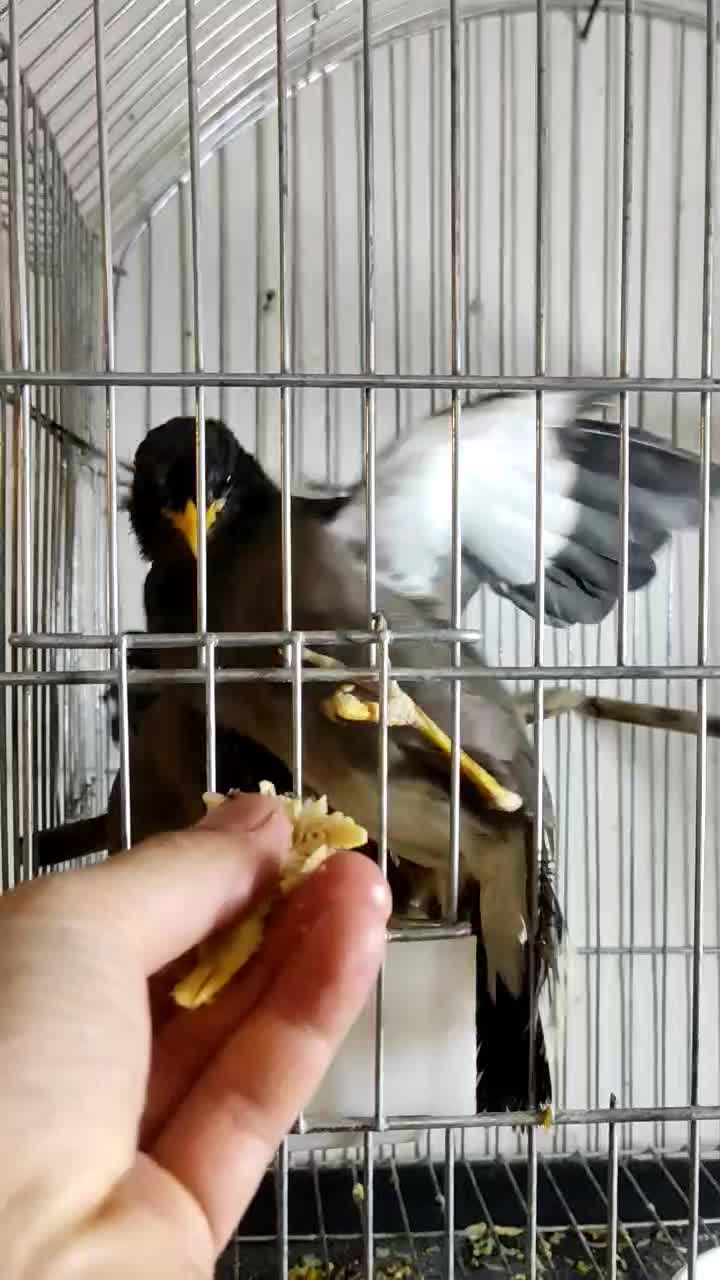 یک جفت مرغ مینا جوان نر و ماده دونسته.|پرنده|شاهینشهر, فیض|دیوار