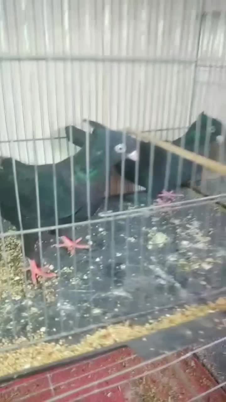 کبوتر|پرنده|جیرفت, |دیوار