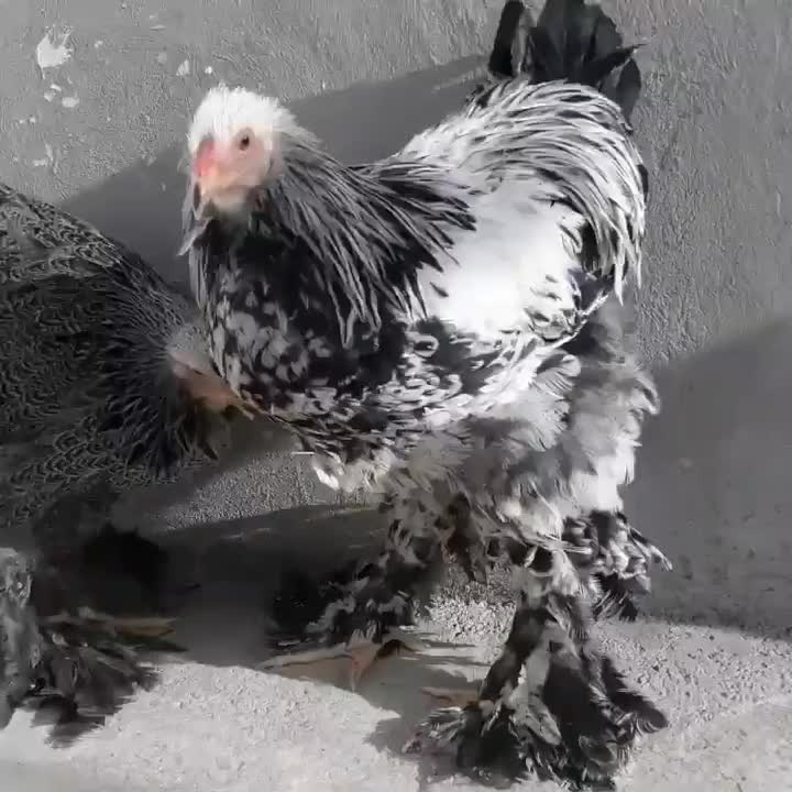 فروش نیمچه برهما دارک|حیوانات مزرعه|قائمشهر, |دیوار