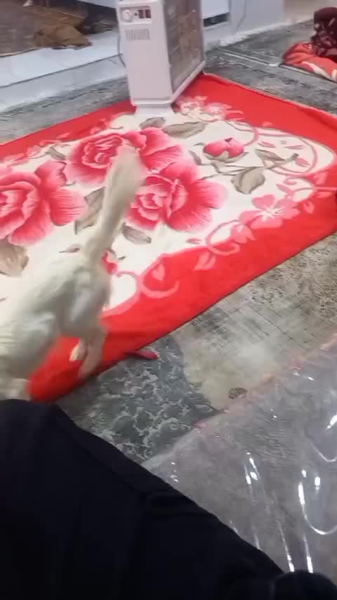 سگ پامر ماده|سگ|جیرفت, |دیوار