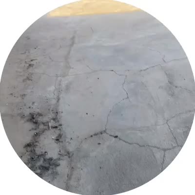 سگ پامرانین با وسایل ( خانگی ) شناسنامه دار|سگ|قائن, |دیوار