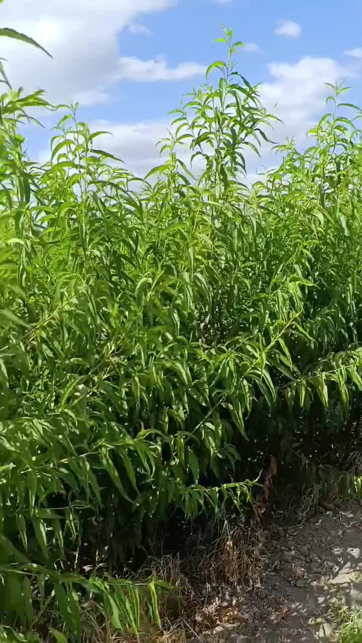 نهال های مقاوم به سرما دیرگل انواع بادام های پربار|خدمات باغبانی و درختکاری|اراک, |دیوار
