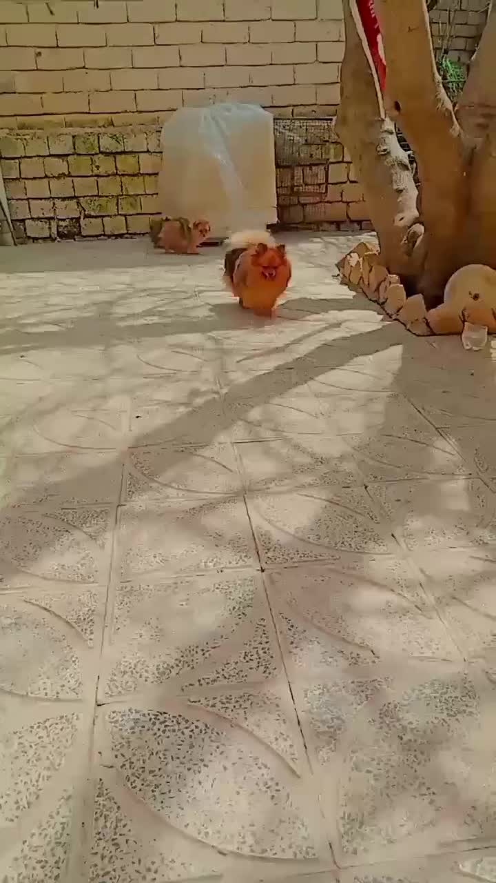 توله پامر اصل|سگ|صحنه, |دیوار