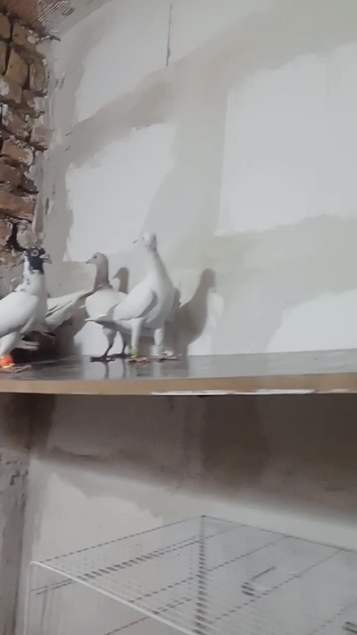 کبوتر|پرنده|تربت جام, میان جام|دیوار