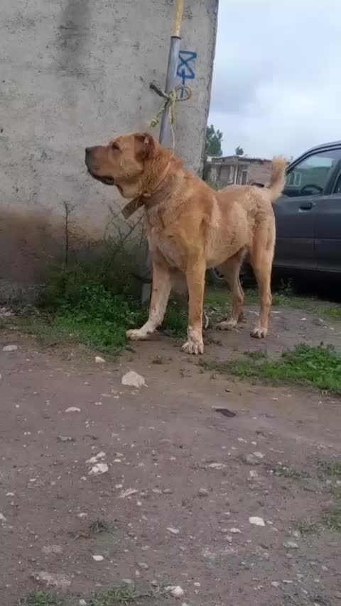 گمشده|حیوانات|سرعین, |دیوار