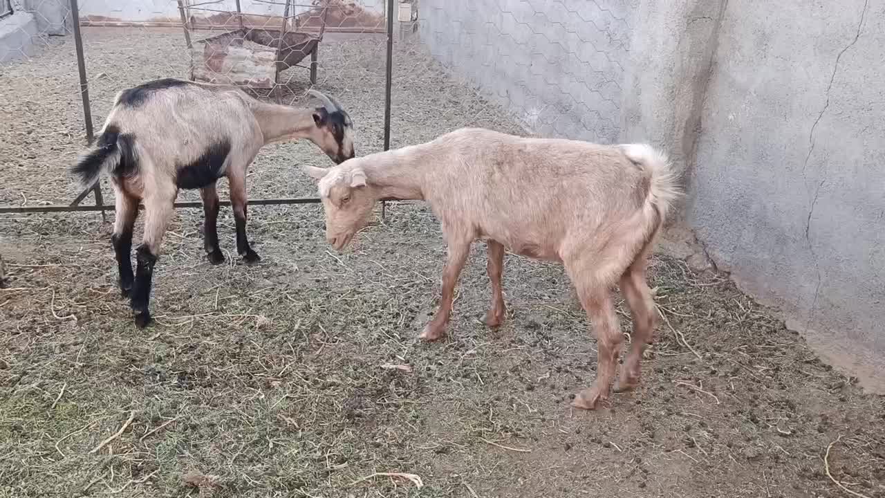 بزسانن وآلپاین|حیوانات مزرعه|آیسک, |دیوار