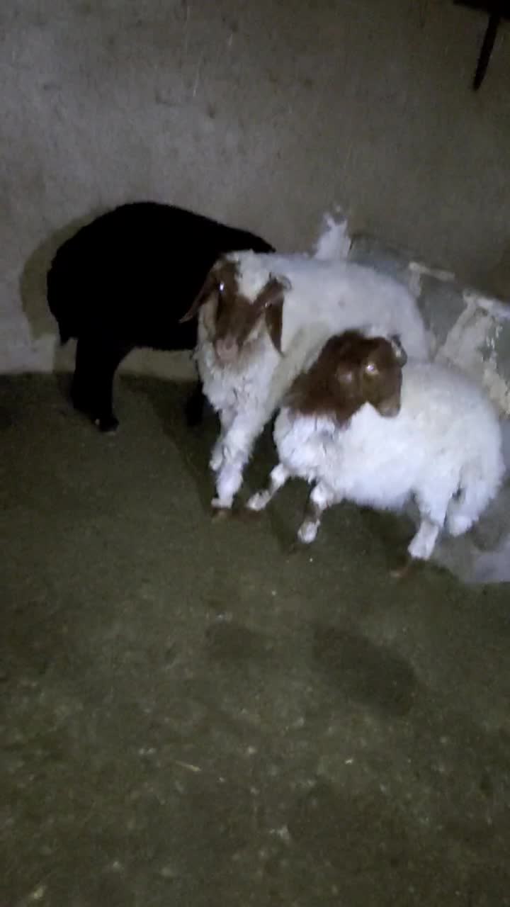 بره|حیوانات مزرعه|خواف, |دیوار