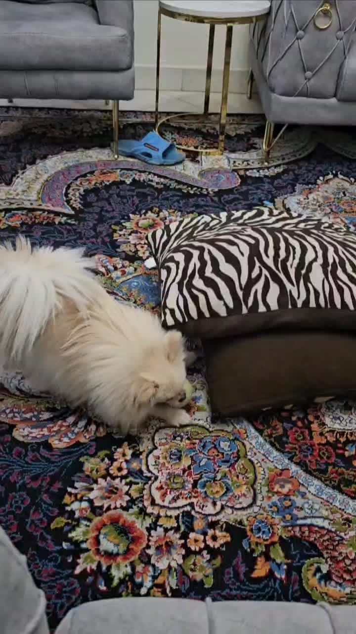 پامر ماده بالغ پامرانین|سگ|تهران, توحید|دیوار