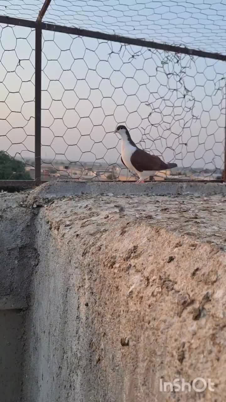کبوتر|پرنده|شیراز, ارم|دیوار