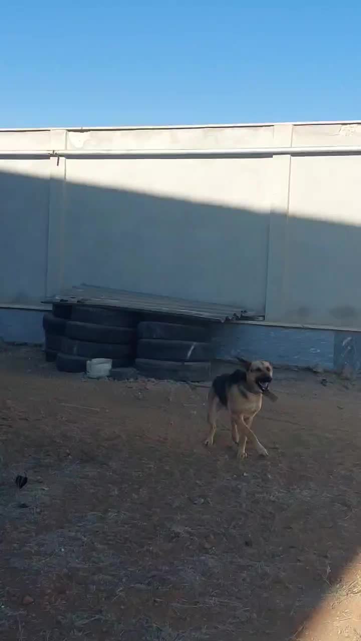 سگ ژرمن شپرد یک ساله|سگ|اردبیل, |دیوار