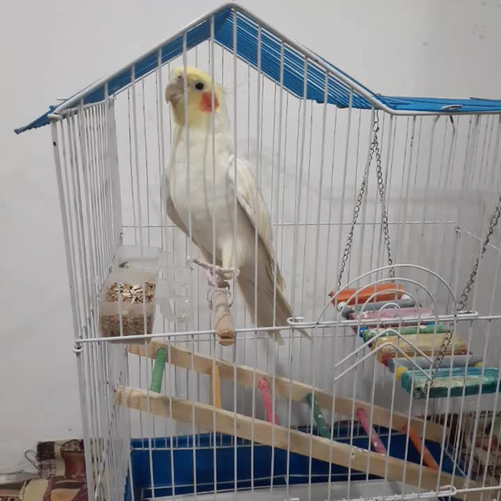 عروس هلندی ناز|پرنده|قم, شهر قائم|دیوار